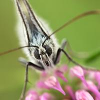 Marbled White 7 OLYMPUS DIGITAL CAMERA